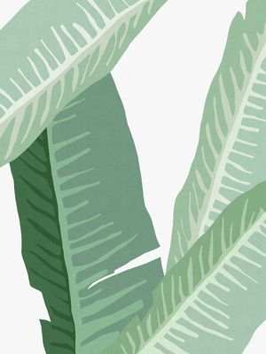 PLANTA TROPICAL IX