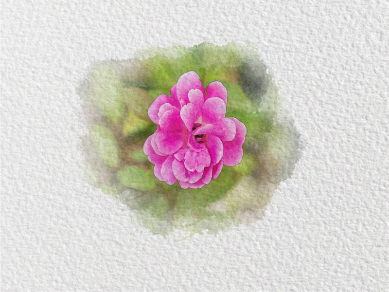 FLOR AQUARELA 5