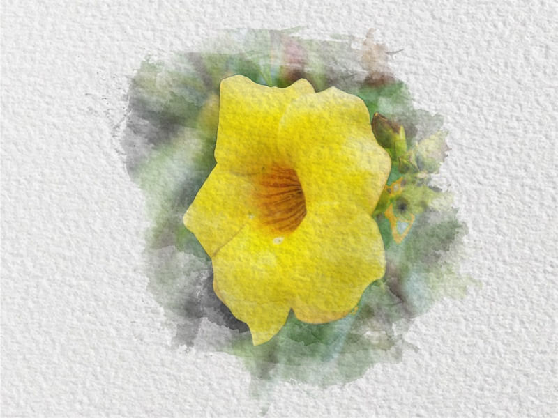 FLOR AQUARELA 3