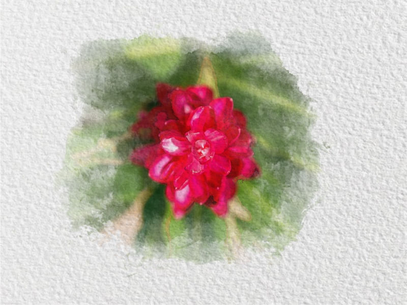 FLOR AQUARELA 4