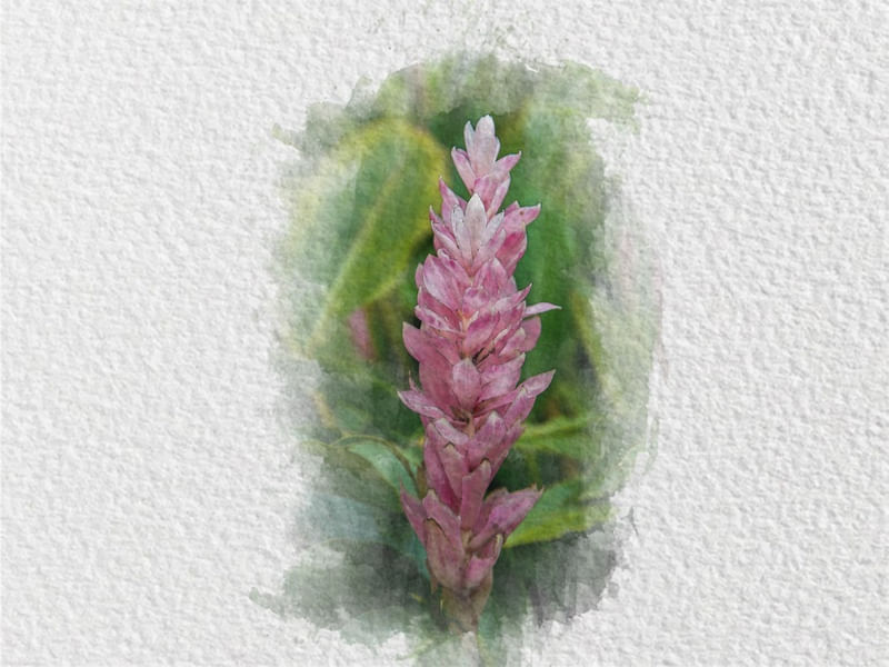 FLOR AQUARELA 6