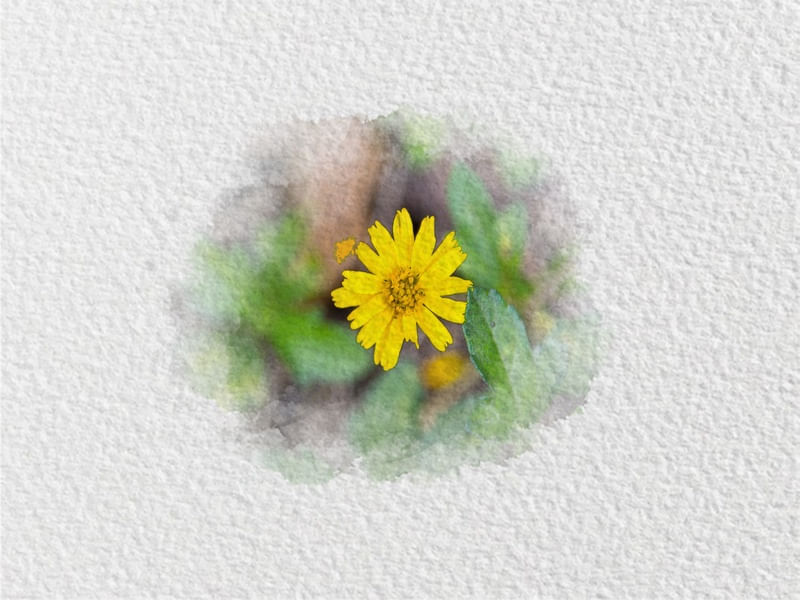 FLOR AQUARELA 7
