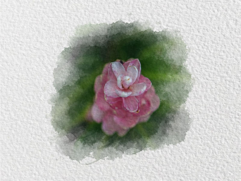 FLOR AQUARELA 8