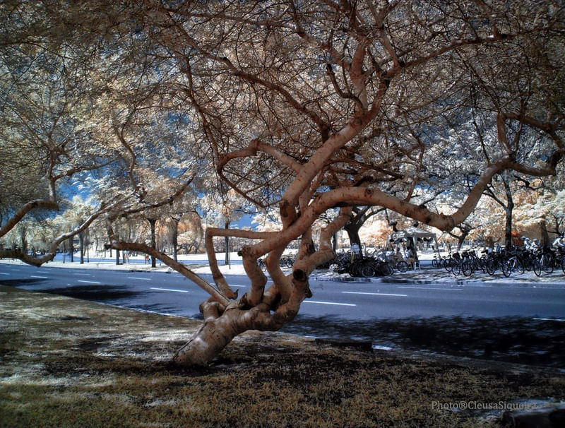 GIANT TREE
