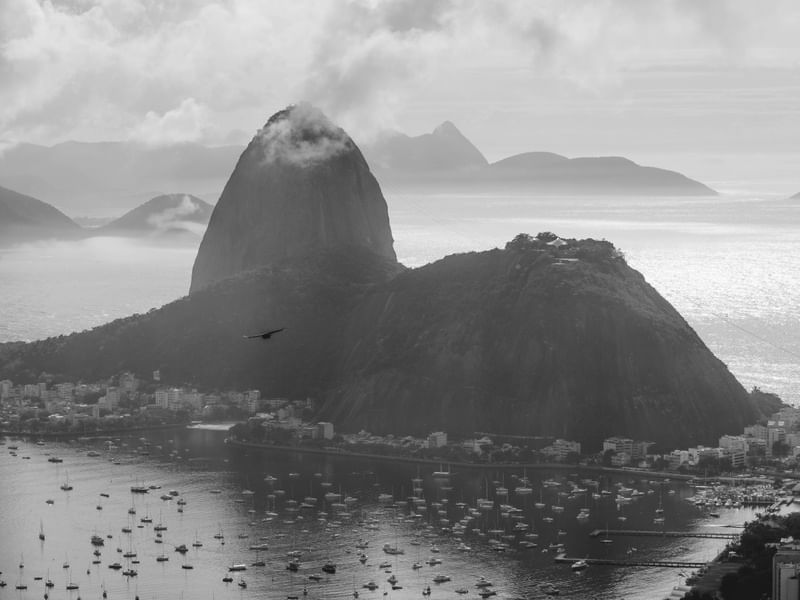 PASSARO NO RIO DE JANEIRO PB