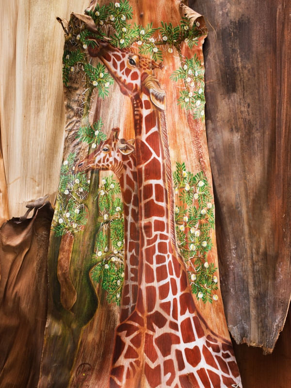 GIRAFFAS ALIMENTANDO-SE, ?HUNGRY GIRAFFES?