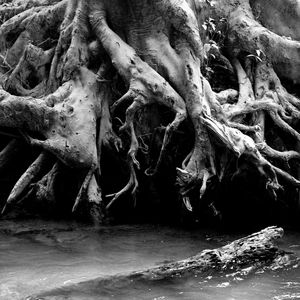 ROOT