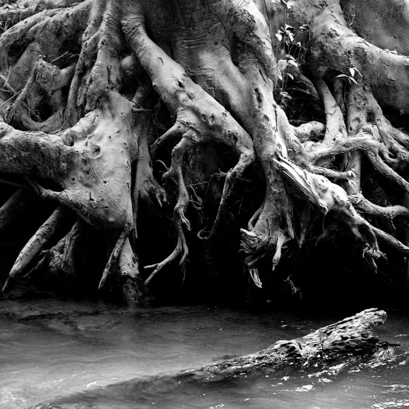 ROOT