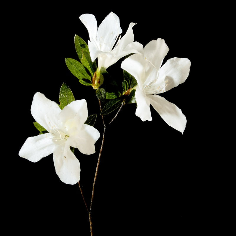FLOR PRIMAVERA 1
