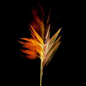 STRELITZIA 056
