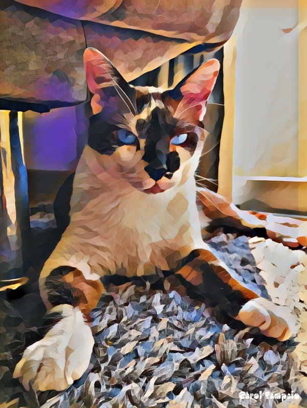 O GATO DOS OLHOS AZUIS