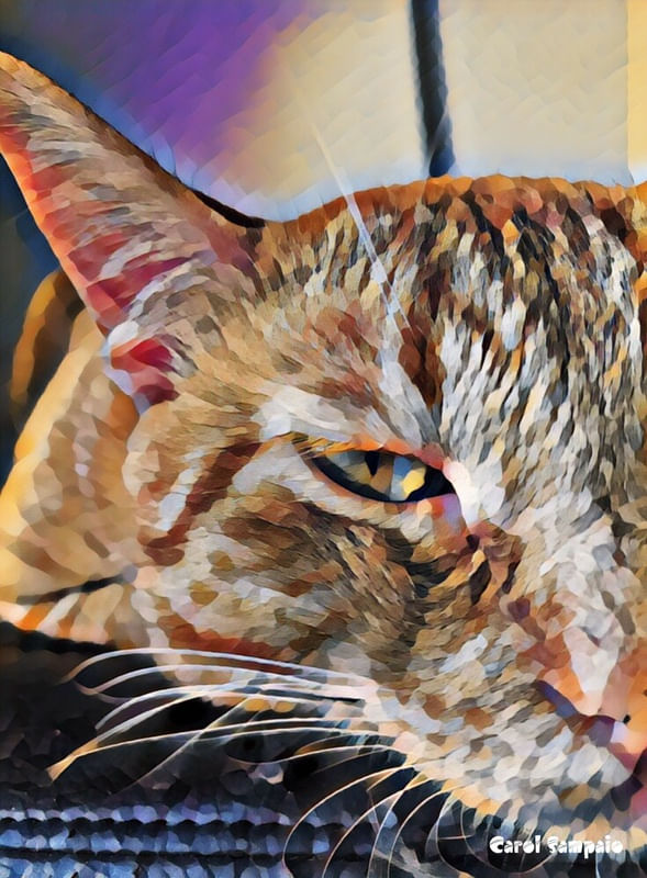 LUI, O GATO!
