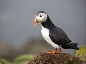 PUFFIN