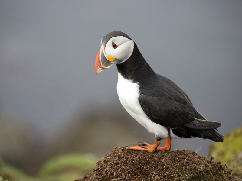 PUFFIN
