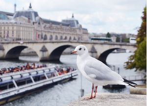 GAIVOTA PARISIENSE I