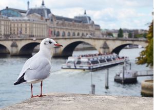 GAIVOTA PARISIENSE II