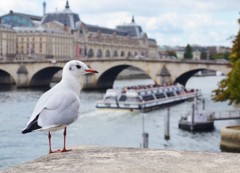 GAIVOTA PARISIENSE II