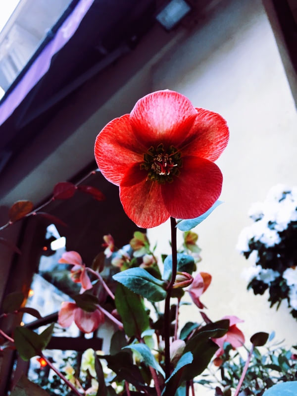FLOR IV