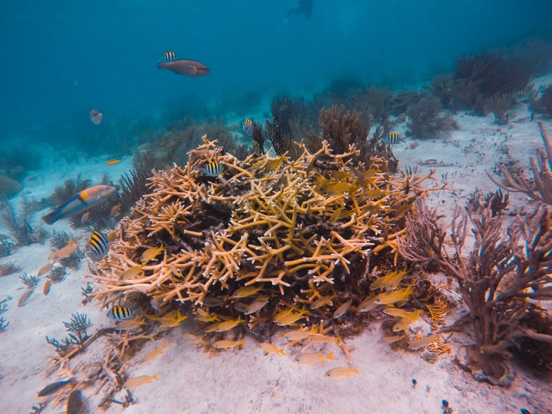 CORAL COLORIDO