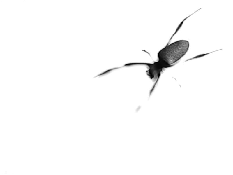 ARANHA PB
