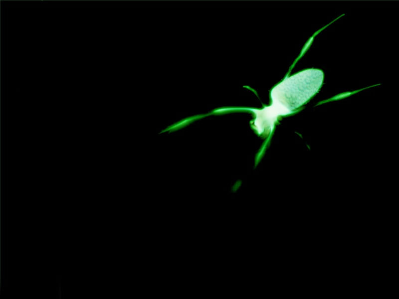 ARANHA VERDE