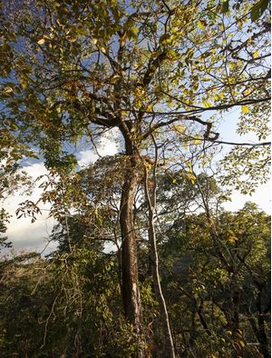 IMPONÊNCIA NATURAL