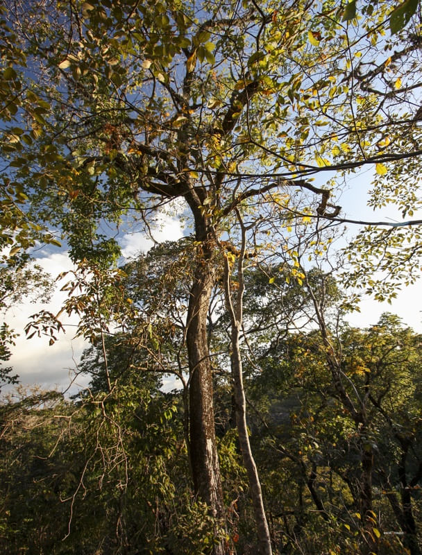 IMPONÊNCIA NATURAL