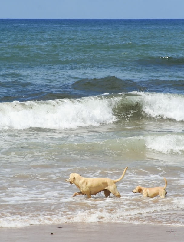 BRINCANDO COM O FILHOTE NO MAR