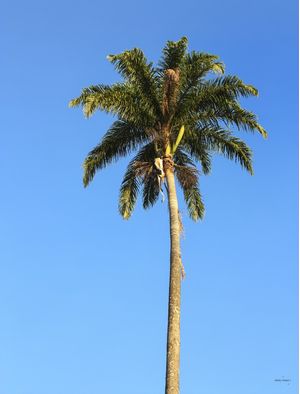 PALMEIRA E CÉU AZUL