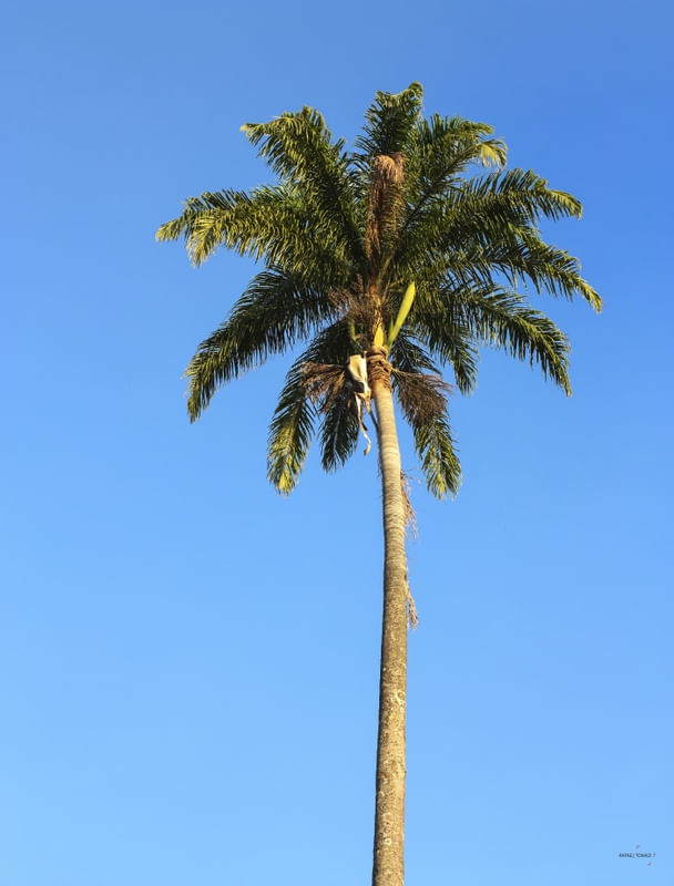 PALMEIRA E CÉU AZUL