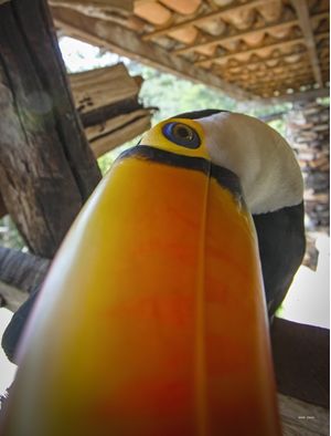 TUCANO CURIOSO