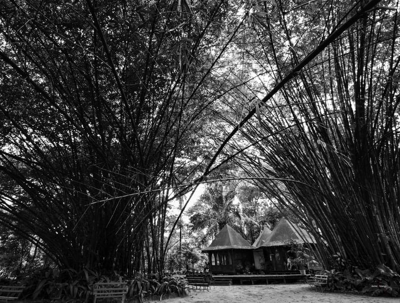 CAMINHOS PELO BOSQUE