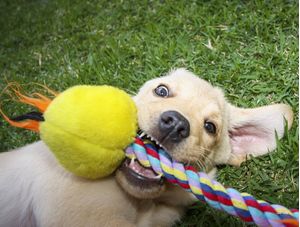 CÃO FELIZ