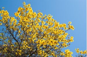 IPÊ AMARELO FLORES NO CÉU