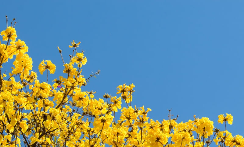 FLORES NO CÉU IPÊ AMARELO III