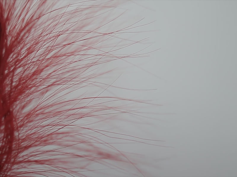 PLUMAS VERMELHAS LL