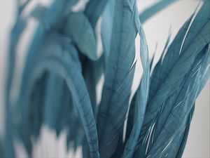 PLUMAS AZUIS L