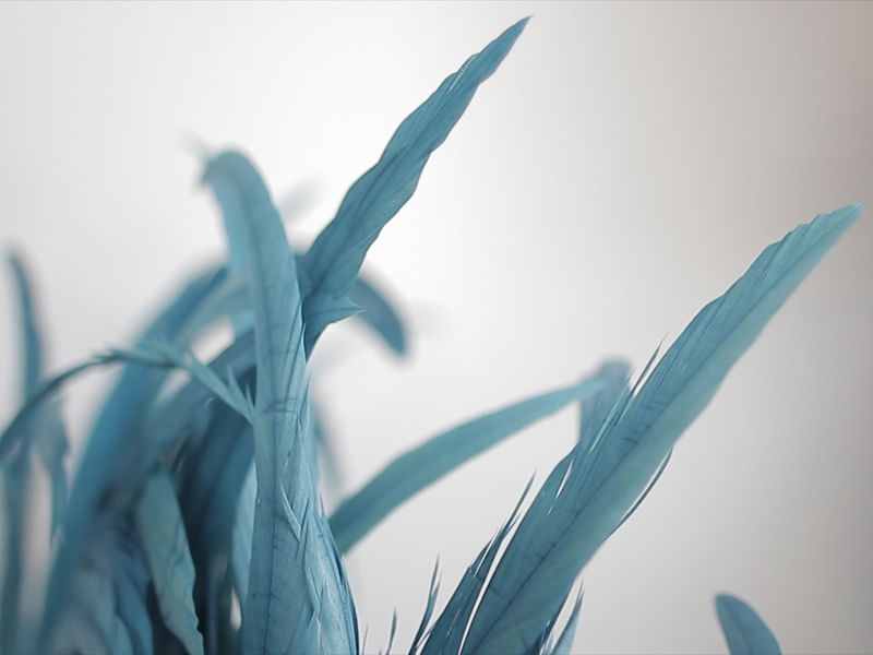PLUMAS AZUIS LLL