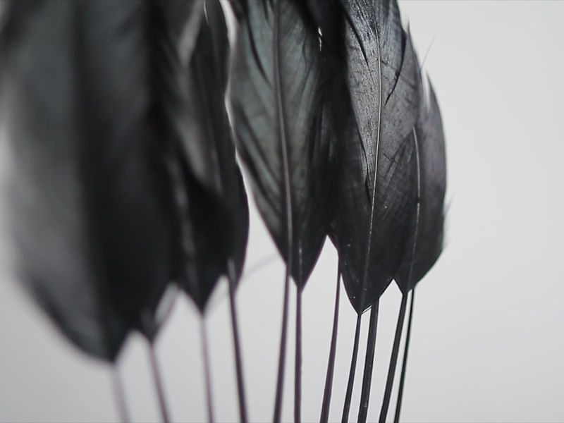 PLUMAS NEGRAS L