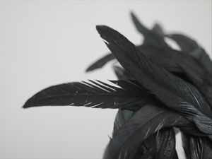 PLUMAS NEGRAS LLL