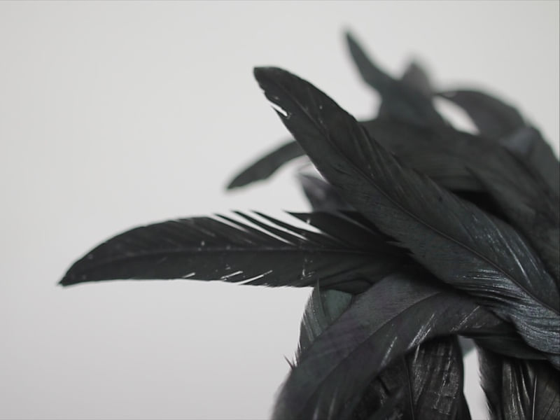 PLUMAS NEGRAS LLL