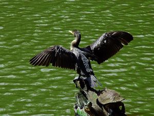 BIGUATINGA E TARTARUGA