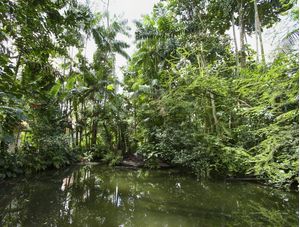 LAGO NO BOSQUE