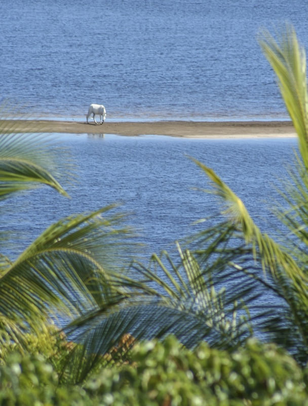 CAVALO BRANCO NO MAR