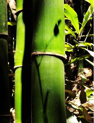 BAMBU VERDE