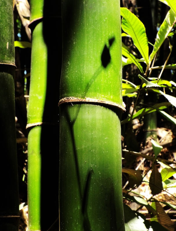 BAMBU VERDE