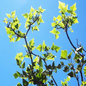 FOLHAS VERDES SOB UM CÉU AZUL