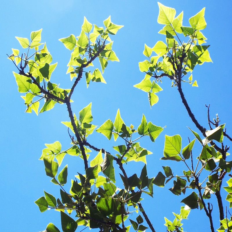 FOLHAS VERDES SOB UM CÉU AZUL