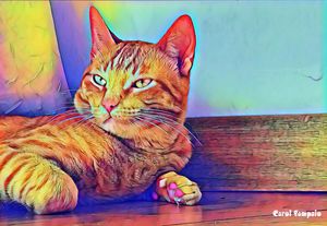 MEU GATO VIRALATA