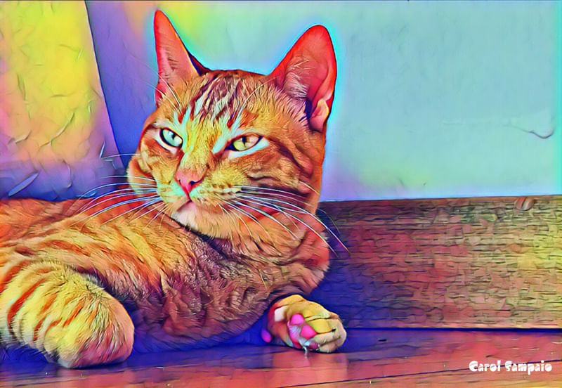 MEU GATO VIRALATA